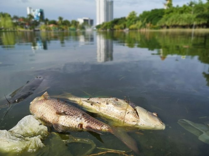 Кияни звинуватили голову КМВА у сприянні знищенню островів та екосистеми Дніпра