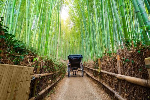 China develops bamboo plastic that decomposes within 50 days