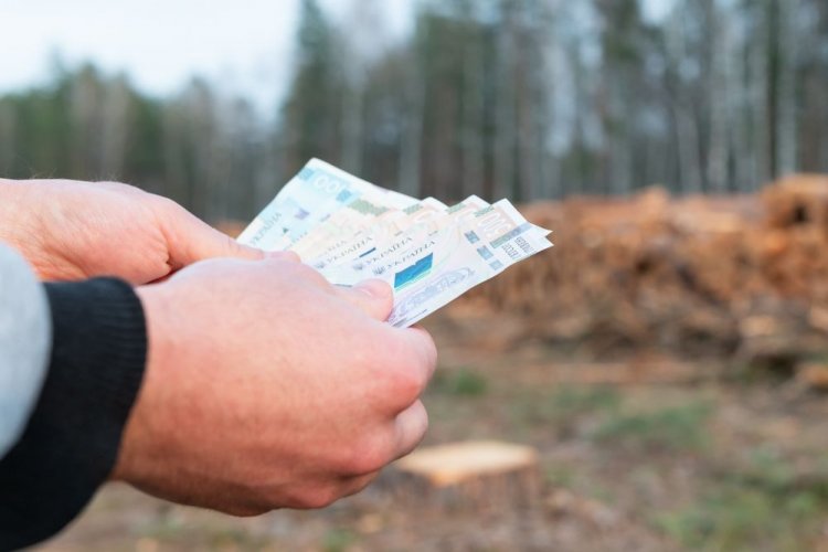 Топ-3 найбільш збиткових випадків шкоди довкіллю з 27 вересня по 3 жовтня. Дайджест