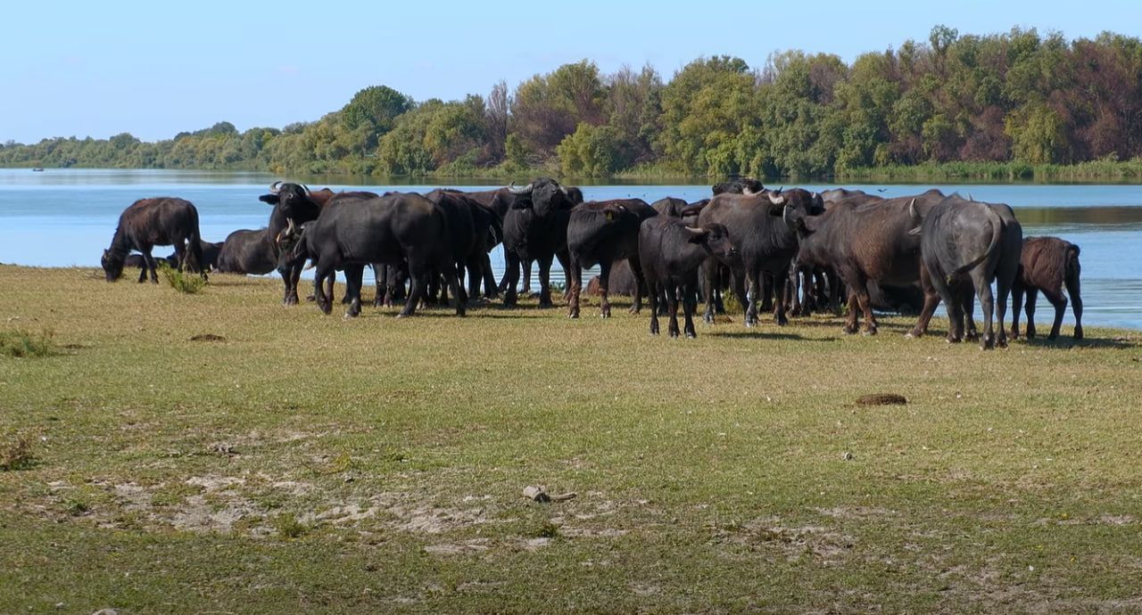 facebook.com/rewildingUA