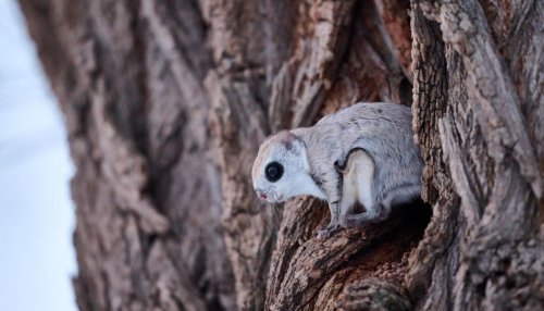 Лучшие фотографии Nature inFocus 2025: дикая природа без прикрас