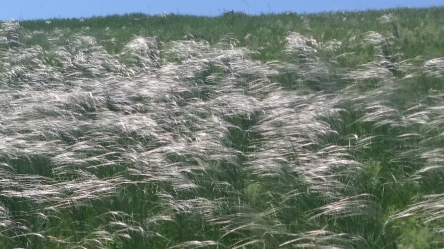 Дві нові пам’ятки природи створять в цілинних степах Кіровоградщини