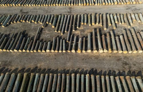 ЄС відкладає посилення норм проти вирубки лісів. Китай звинувачує Європу в лицемірстві