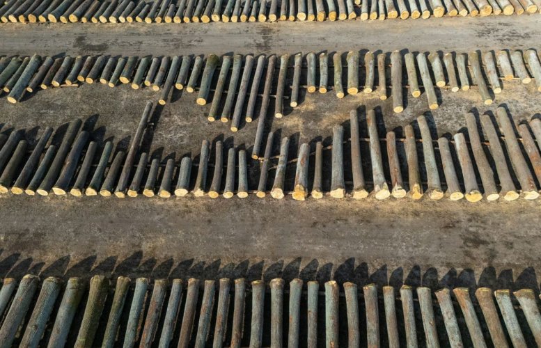 ЄС відкладає посилення норм проти вирубки лісів. Китай звинувачує Європу в лицемірстві