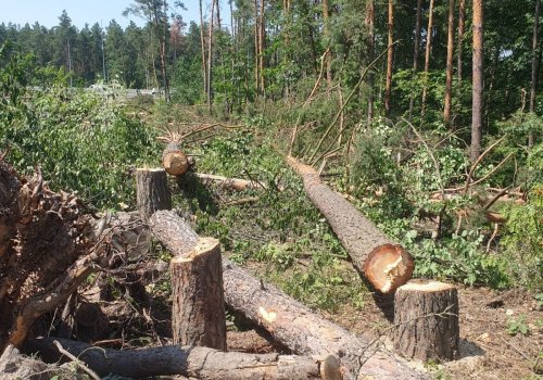 Уничтожение деревьев в нацпарках: экоактивисты обратились в генпрокуратуру