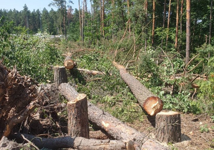 Уничтожение деревьев в нацпарках: экоактивисты обратились в генпрокуратуру