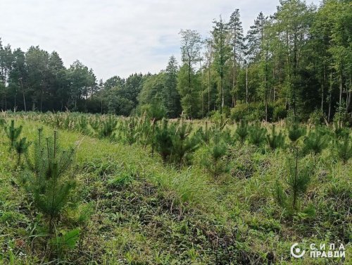 Семейные подряды на 11 млн грн: в Полесье за лесами ухаживают родственники чиновницы лесхоза