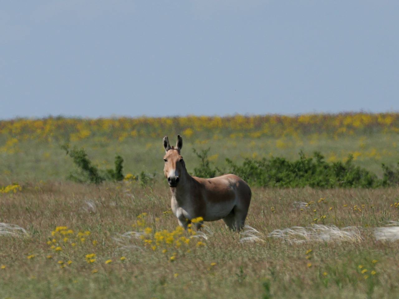 rewilding-danube-delta.com