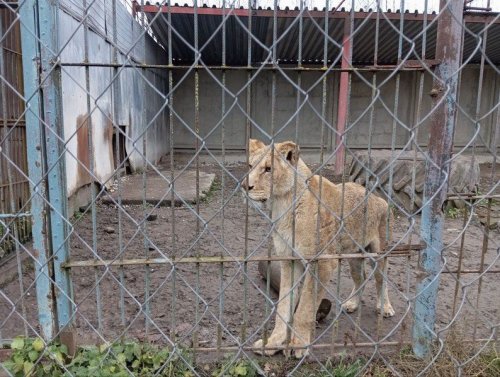 Двох левиць-втікачок на Хмельниччині шукали за допомогою дрона