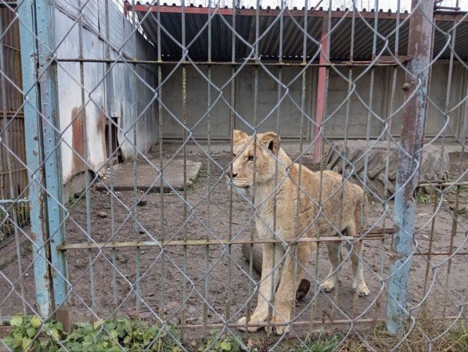 Двох левиць-втікачок на Хмельниччині шукали за допомогою дрона