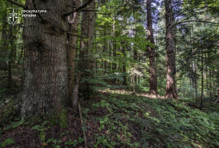 Знищення столітніх дерев та "оренда" заповідної землі – дайджест екозлочинів від ЕкоПолітики