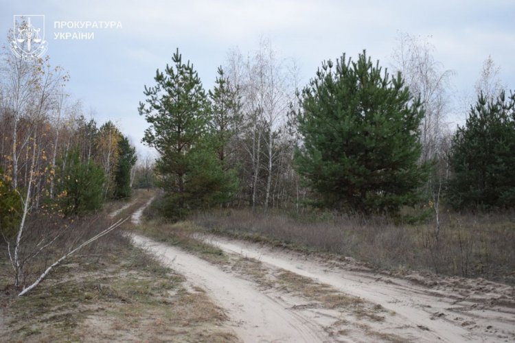 Нацпарк в оренду, вирубка дерев на мільйони: дайджест екозлочинів за 1–7 листопада