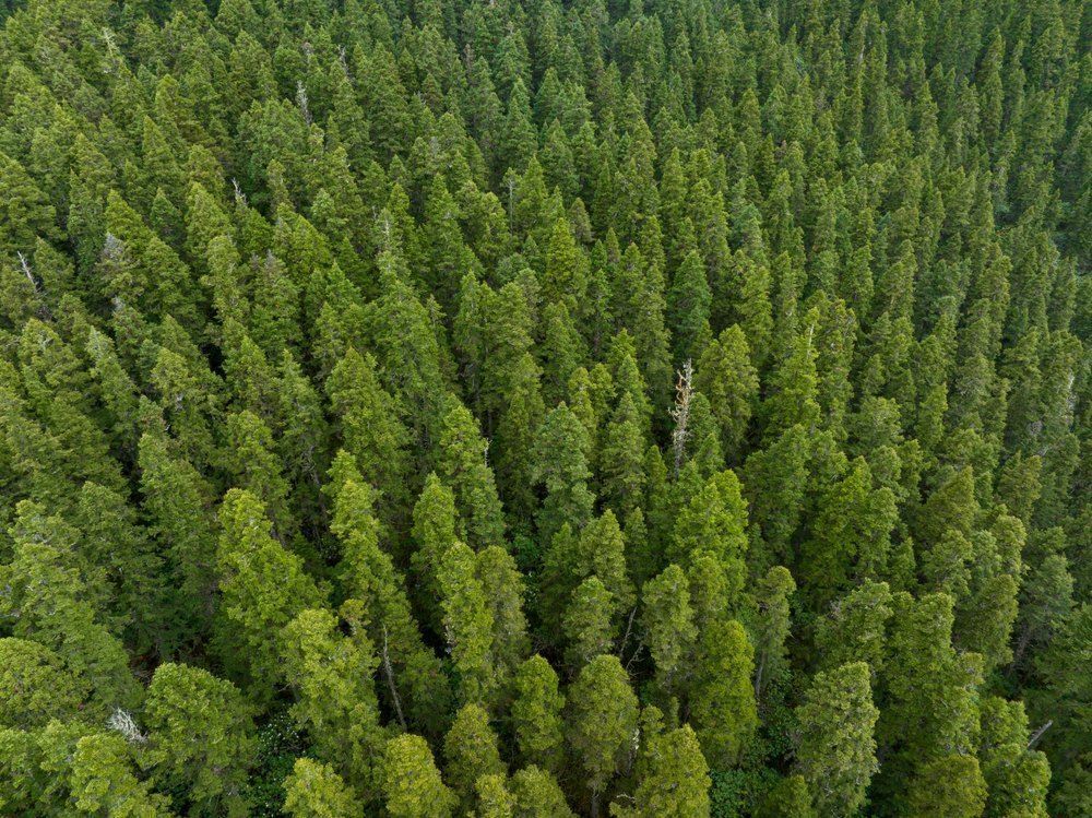 Державне агентство лісових ресурсів України