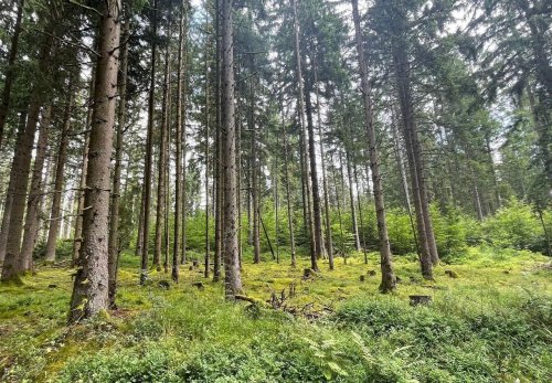 Forestry workers were doing their everyday job. Why "a billion trees" is not an achievement