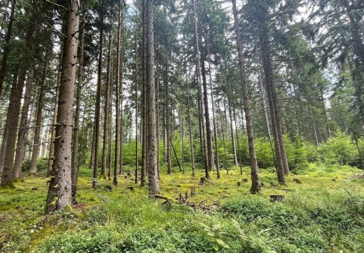 Forestry workers were doing their everyday job. Why "a billion trees" is not an achievement