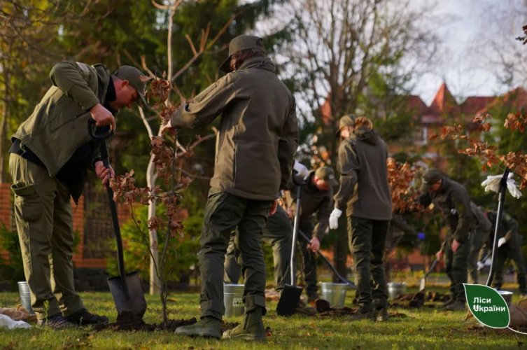 Чи був мільярд дерев? "Ліси України" за позитивом приховують недоліки роботи
