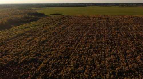 Трава вместо газа и дров: биоэнергетический мискантус уже выращивают в Украине