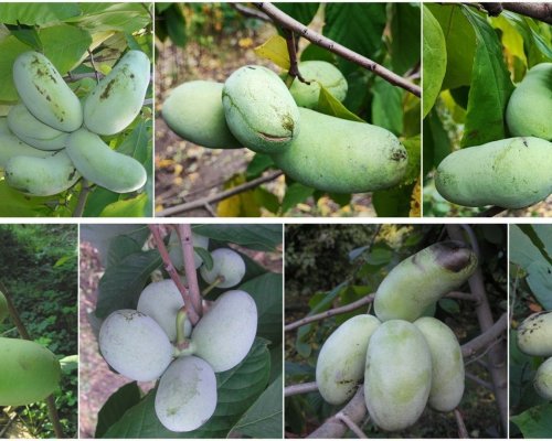 "Банан с севера": в Украине акклиматизируют экзотическое плодовое дерево – азимину