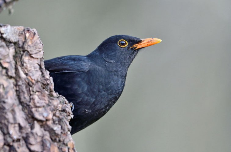 Після заборони пестицидів у Франції поступово відновлюється кількість птахів