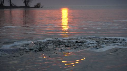 Первое зарыбление за счет торгов: 18,5 т рыбы выпустили в Кременчугское водохранилище