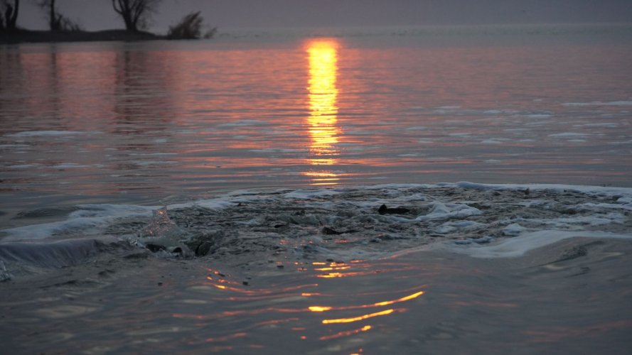 Первое зарыбление за счет торгов: 18,5 т рыбы выпустили в Кременчугское водохранилище