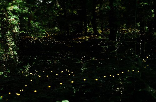How fireflies in Europe are being saved from extinction