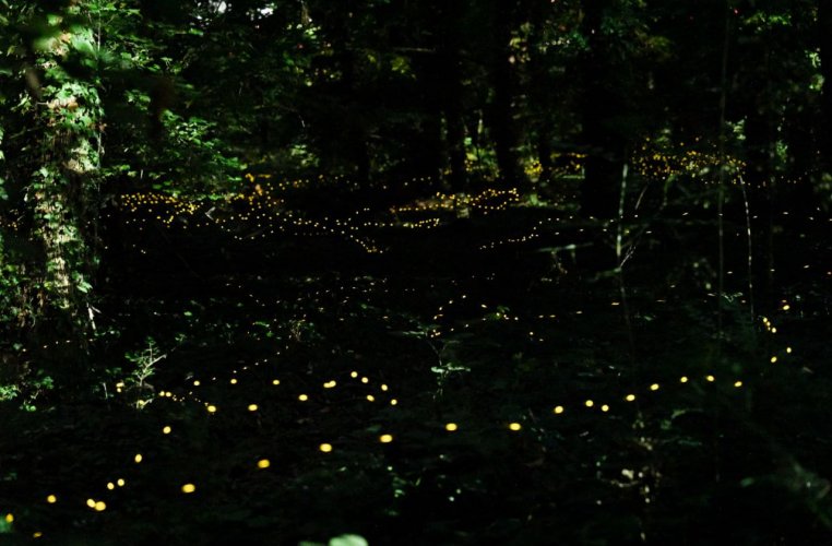 How fireflies in Europe are being saved from extinction