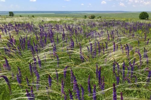 Wild animals in the wild steppe: restoring grassland ecosystems helps to sequester carbon