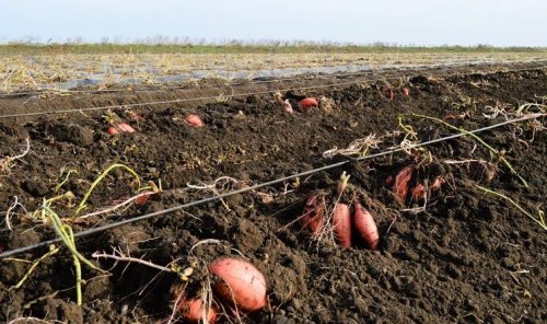 Почему аграрии Украины отказываются от выращивания батата