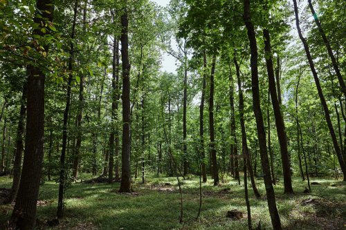 The first national park in Kirovohrad region: what will the protected "Black Forest" be like?