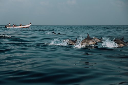 "Вічні хімікати" дісталися до морських жителів – їх виявили в тілах китів і дельфінів