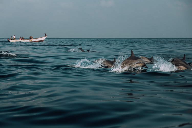 "Вечные химикаты" добрались до морских обитателей – их обнаружили в организмах китов и дельфинов