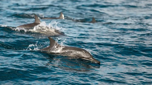 The worst since 2022: why so many dolphins died in the Black Sea in May