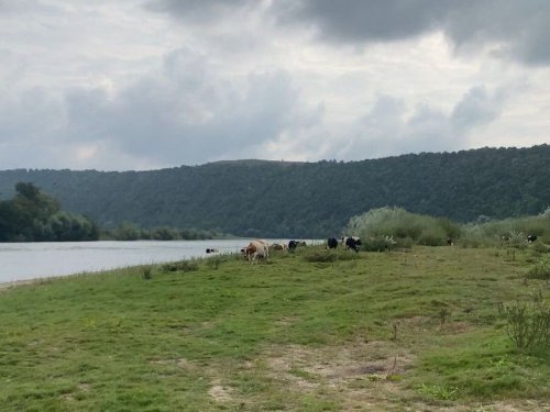 Депутат-злочинець, осушення ставків, вирубка дерев – дайджест екозлочинів