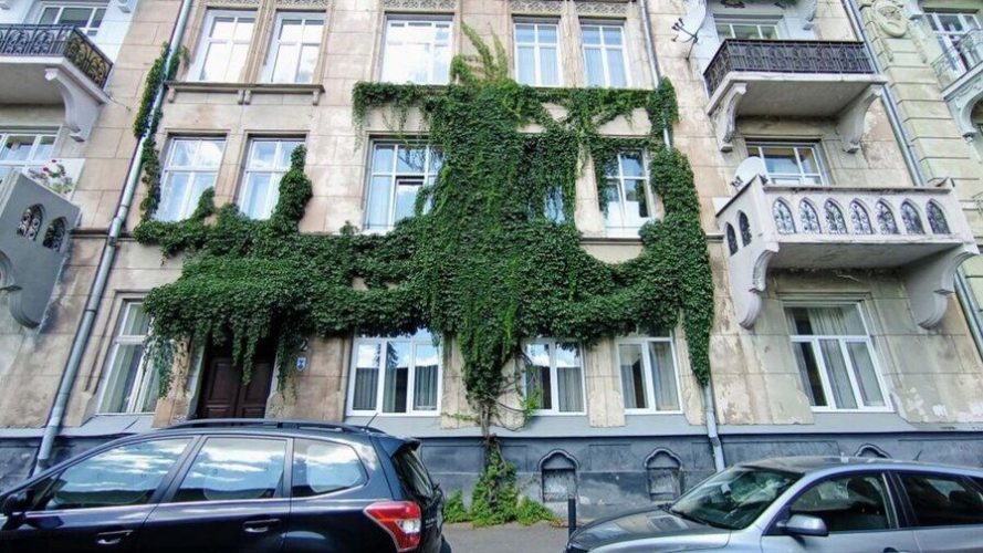 Во Львове впервые в Украине провели "инвентаризацию" городских вьющихся растений