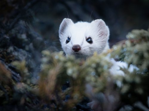 Тварини не встигають за потеплінням: на Одещині помітили білого горностая