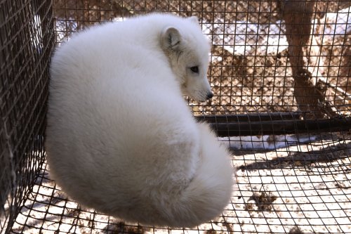 Poland has banned animal breeding for fur