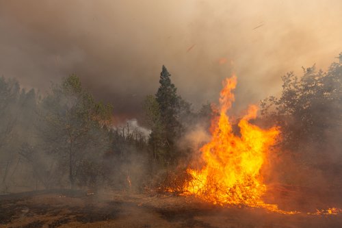 Более 70% лесных пожаров в 2025 году произошло в Донецкой и Харьковской областях