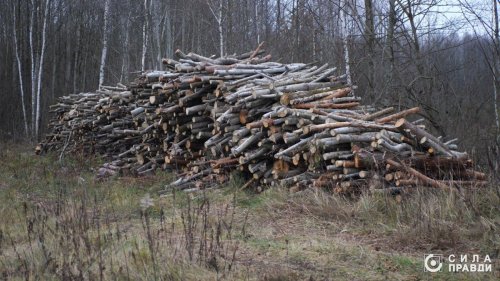 Дельцы пилят, правоохранители бездействуют: на Волыни пятый год не могут остановить вырубки в нацпарке