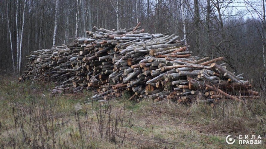 Дельцы пилят, правоохранители бездействуют: на Волыни пятый год не могут остановить вырубки в нацпарке