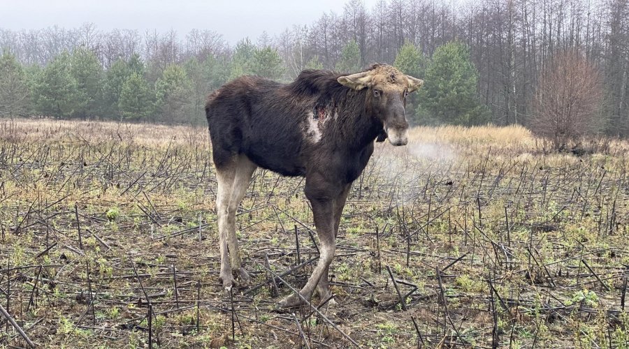 Поранений лось потребує термінового порятунку. Відповідальні служби не реагують