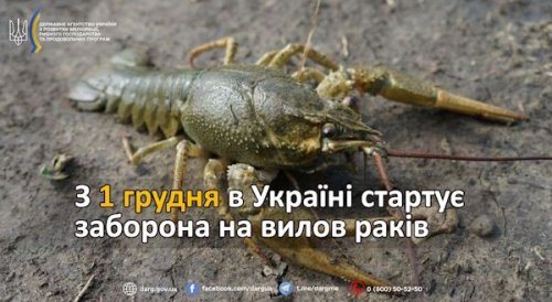 Ukraine has banned crayfish fishing from December 1