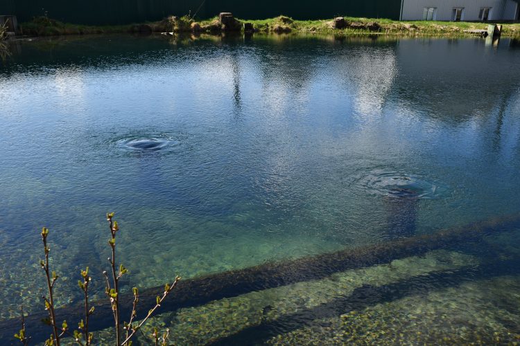 Обміліли унікальні джерела на Волині. Місцеві звинувачують фірму екснардепа