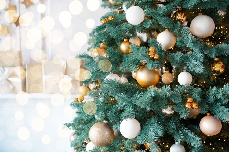 Какую елку выбрать, чтобы нанести меньший вред окружающей среде