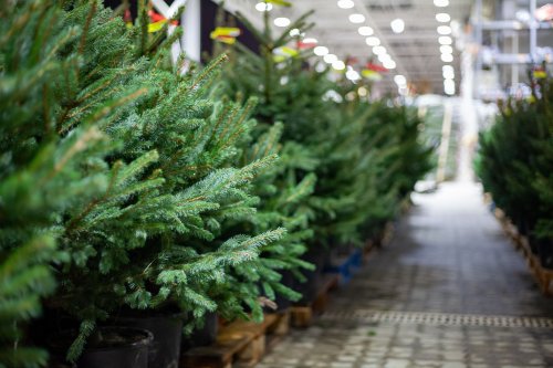 Чужа традиція, яка шкодить довкіллю: екологи закликали українців не купувати ялинки
