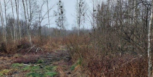 На Рівненщині ДЕІ виявила шокуючі масштаби рубок на ділянці, яка передається "Лісам України”