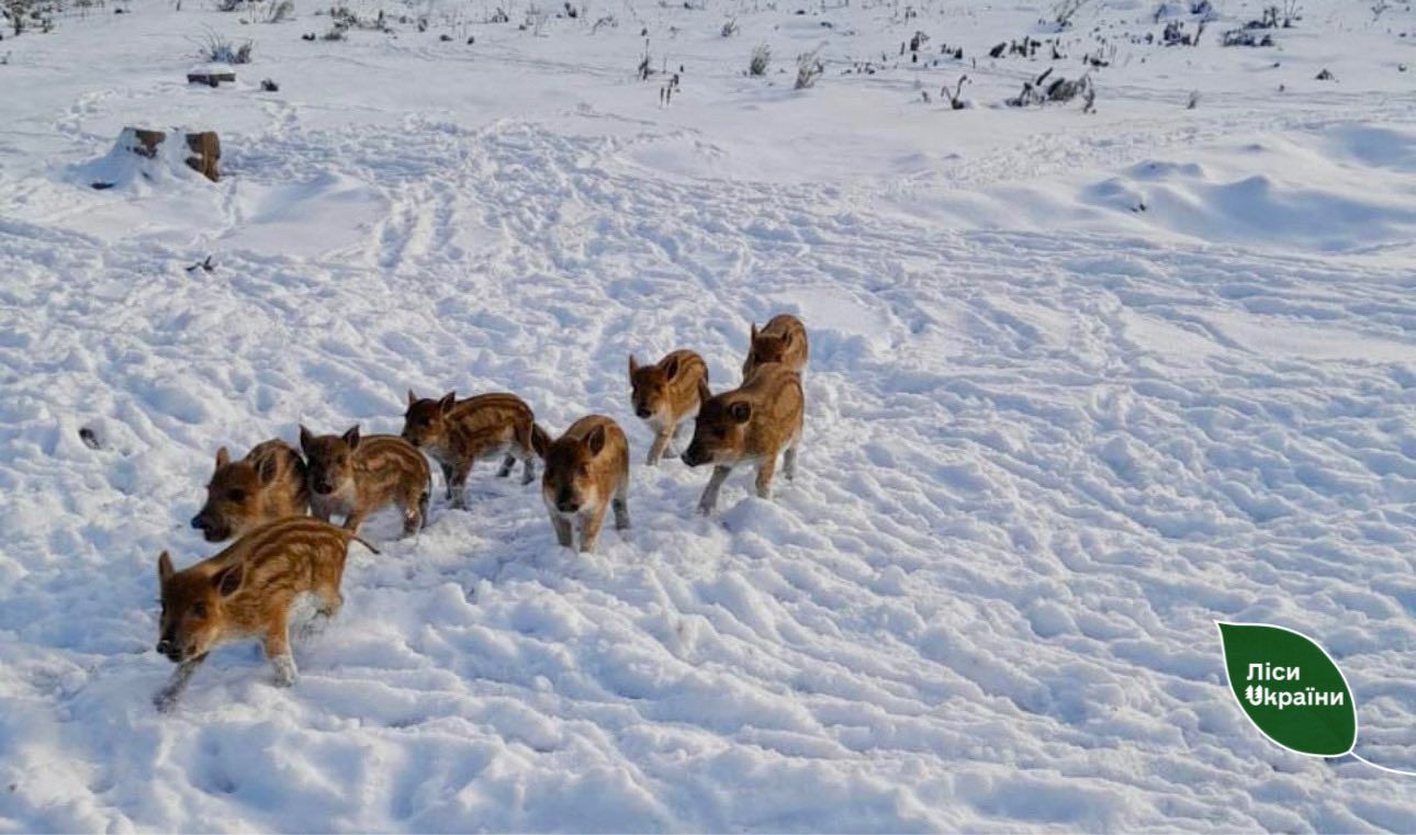 facebook.com/ForestsOfUkraine