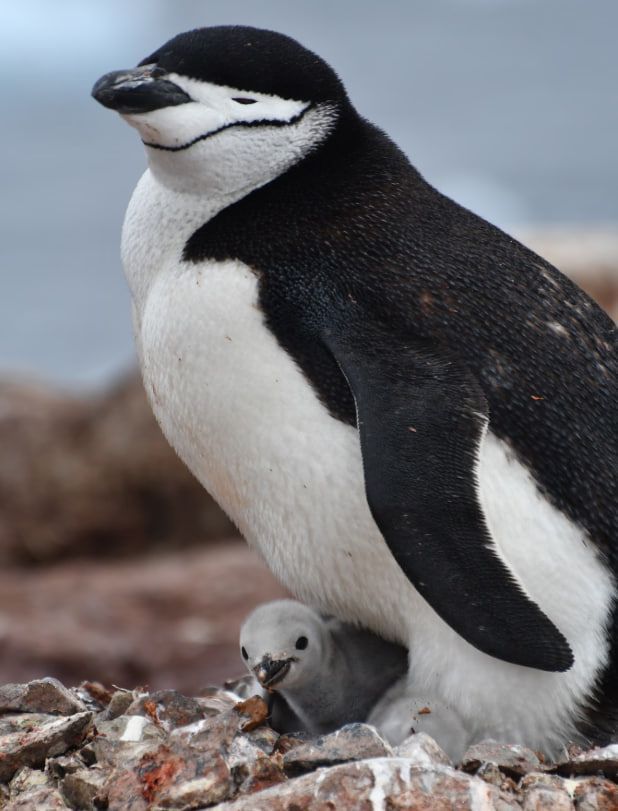Ignacio Juarez Martinez