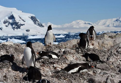 Пташенята пінгвінів через потепління народжуються раніше. Чому це загрожує виду?