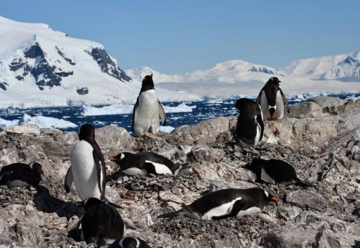 Пташенята пінгвінів через потепління народжуються раніше. Чому це загрожує виду?